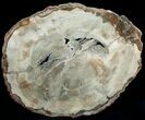 Araucaria Petrified Wood Slab - x #6786-3